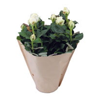 Rose Plant - Christmas Rose + FREE Gloves and Secateurs