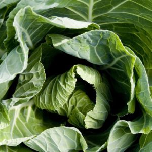 Spring Green Cabbage April (10 Plants) Organic