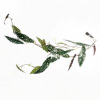 110cm Artificial Trailing Hanging Begonia Maculata Spotted Plant Realistic