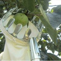 [14cm Diameter] Yeoman Telescopic Metal Fruit Picker Orchard Gardening Large Tree Picking Tool 1 Piece, Silver