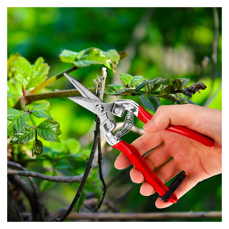 Thsinde - Flower Secateurs Bonsai Plants. Scissors for Florist and Gardening Colibri with Long blade in small steel.