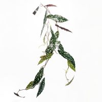 Leaf Design 6 x 110cm Artificial Hanging Trailing Begonia Maculata Spotted Plant